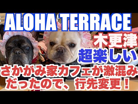 木更津のハワイ アロハテラス 【 フレンチブルドッグ french_bulldog 】 ALOHA_TERRACE