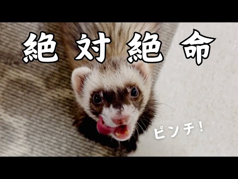 フルボッコにされたフェレット【ferret#1723】