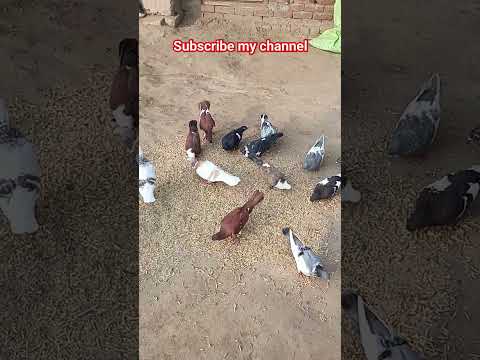 #pigeon #pigeonpigeon #bird #pigeonbreeds #animals #manytypesofpigeons #birdspecies #birds