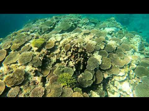 石垣島米原アウトリーフ - 海がめ