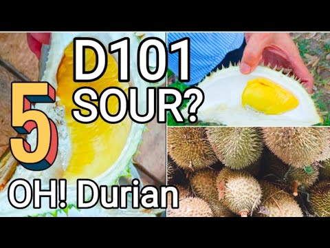 (Eng/Ch) Durian D101, Sour 酸??  D101,被遗忘的榴莲！OH! DURIAN! #5