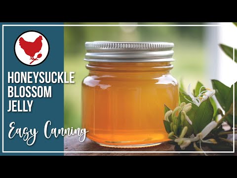 Honeysuckle Blossom Jelly Recipe - Easy Canning