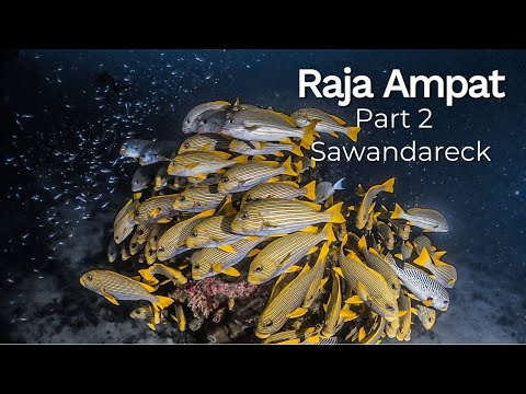 Shhh...Don't Tell Anyone About Raja Ampat's SECRET DIVE SITE: Sawadarek! [Part 2 - Raja Ampat]