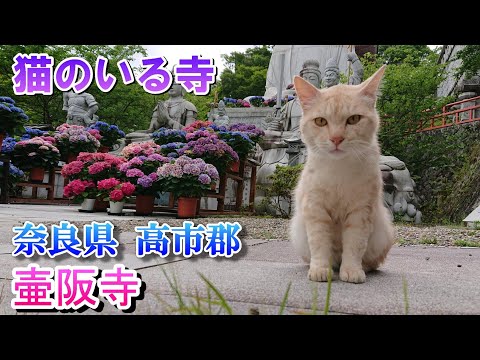 猫がいる寺！奈良県 壷阪寺（南法華寺）