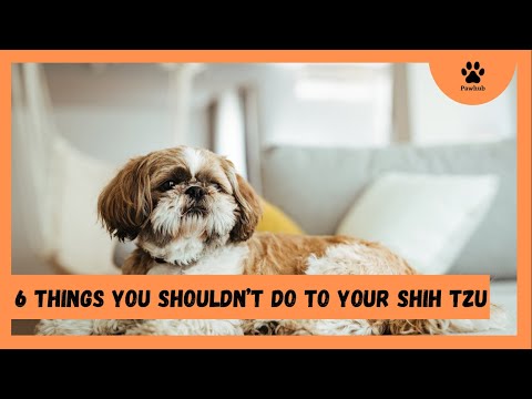 6 Things You Should Never Do to Your Shih Tzu Dog( #6 will surprise you ).