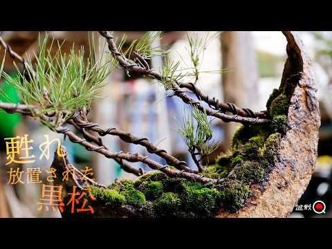 A black pine that was left to fall is revived [Bonsai Q]