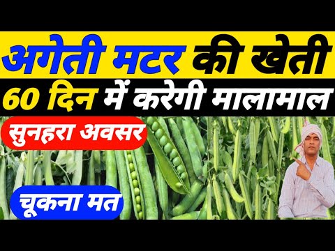 अगेती मटर की खेती 60 दिन में करेगी मालामाल|Matar ki kheti|Matar ki kheti kaise kare|Pea farming|मटर