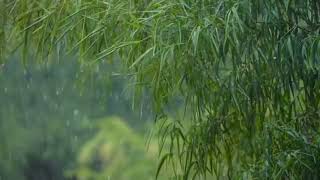 Sleep with rain sound @relaxambienceforyou  #rainsounds #sleepwithrainsound