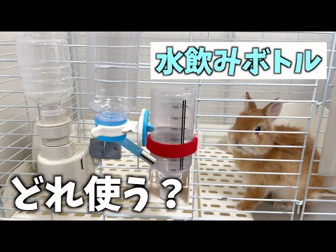 【考察】うさぎに最適な給水ボトルは何？【ネザーランドドワーフのコッペ】