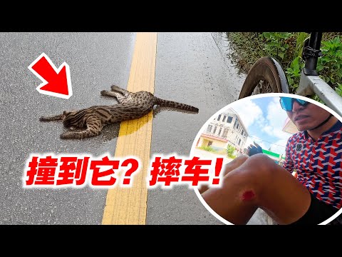 【东海岸EP2】撞到野兽？花豹？导致摔车！180公里骑行到吉兰丹哥打峇鲁！Ft. Magene C606！Cycling from Gua Musang to Kota Bharu！