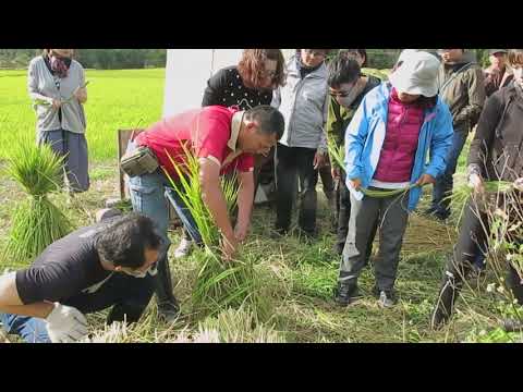 紮稻草示範