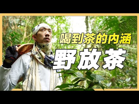 【南投魚池】野生の張 堅持純正天然的野放茶｜有機無毒｜423｜#美麗心台灣