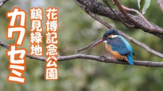 鶴見緑地 野鳥観察