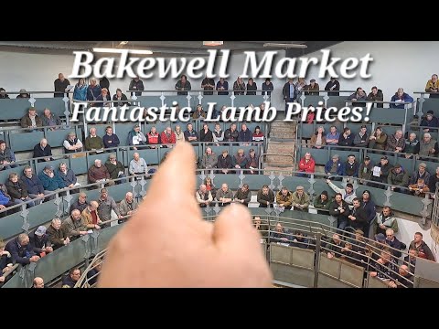 Bakewell market day Fantastic lamb prices!