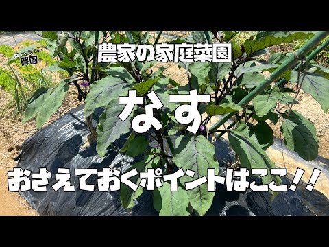 【ナス】の育て方【追肥】と【切り戻し】で栽培を長く楽しむ【農家の家庭菜園】【有機】