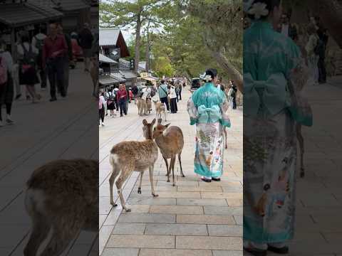 Strolling through Nara Park, Japan, surrounded by friendly deer! #nara #travel