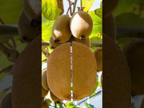 asmr#satisfying #KIWI fruit#short