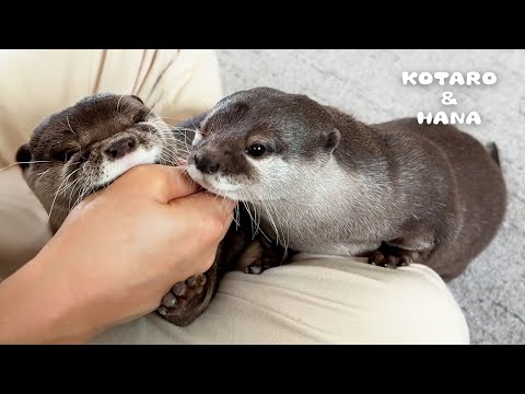 Loving Otter’s Greeting Can Hurt a Little