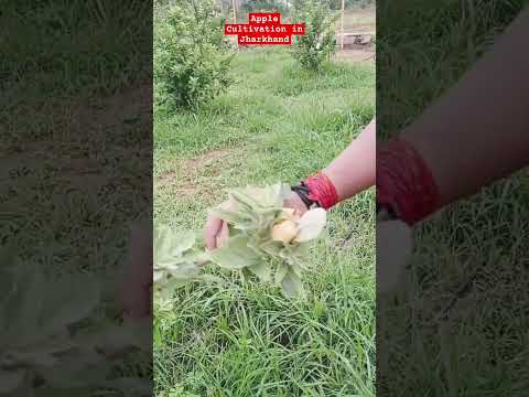 Apple Cultivation in Jharkhand #apple   cultivation #fruit