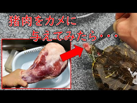 【ジビエ活用】カメがイノシシのお肉をパクパク飲み込んでいく様子が楽しかった