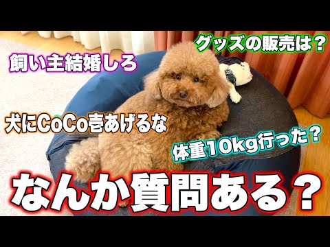 視聴者さんからの質問に答えまくる！【第4回質問コーナー】