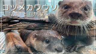 【密着】コツメカワウソ担当飼育員に密着してみた！！