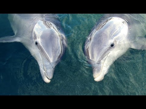 Dolphins ‘talk’ to each other to synchronize their behaviors