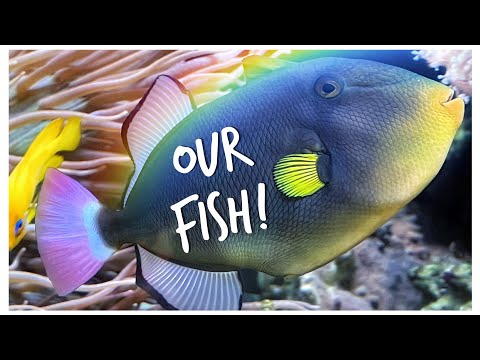 Our Marine Fish List! | Red Sea Reefer 3XL 900 | 240 gallon Mixed Reef Tank Update