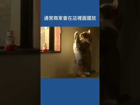 你更愛左手右手還是雙手？ 招財貓不同形態有什麼含意 #冷知识 #shorts #招財貓 #貓 #科普 #有趣 #冷知識