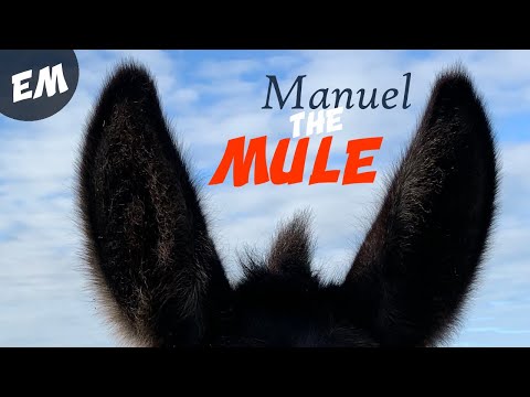 Meet Manuel the Mule from Spain!