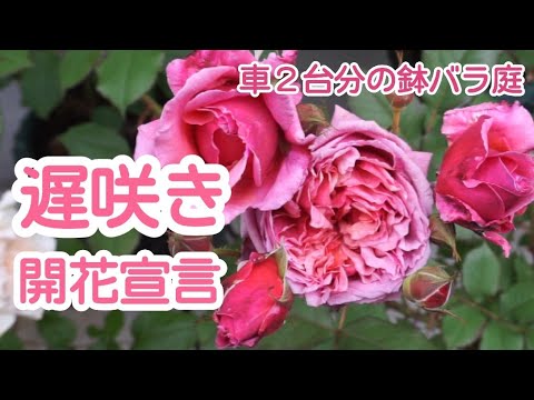 遅咲きのバラも開花してきました🌹【車２台分のバラ庭】