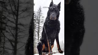 The Beauceron | France's Remarkable Shepherd Dog