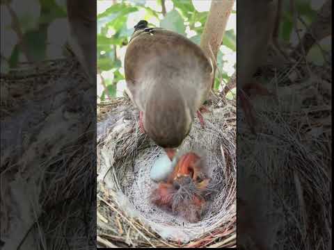 🐦✨ Life's Miracle: Bird Hatching & Feeding Its Young Ones 🌟❤️ 🐣🍃