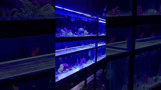 Walk around Aquatica Corals and Custom Aquariums with me