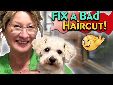 How to FIX a Dogs BAD Haircut