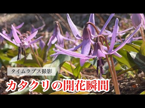 【山野草】カタクリの開花瞬間タイムラプス　5月　福島県奥会津只見町蒲生岳