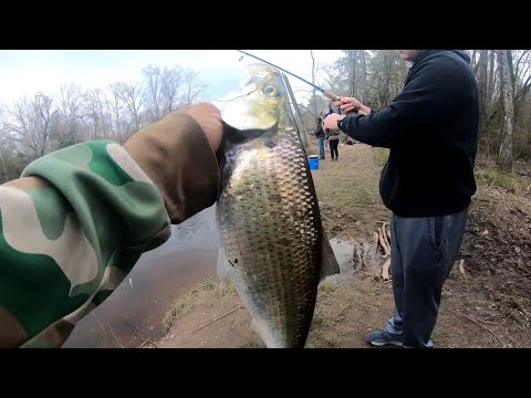 Shad Are Here!! Shad Fishing The Mattaponi River!! 2024