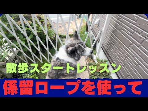 【Akita dog】秋田犬お散歩スタートレッスンなのだ