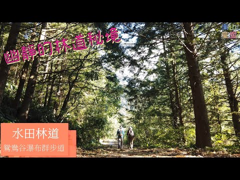 [新竹尖石] 水田林道全線-鴛鴦谷瀑布群步道 / Shuitian Forest Road,Yuanyanggu Falls Trail