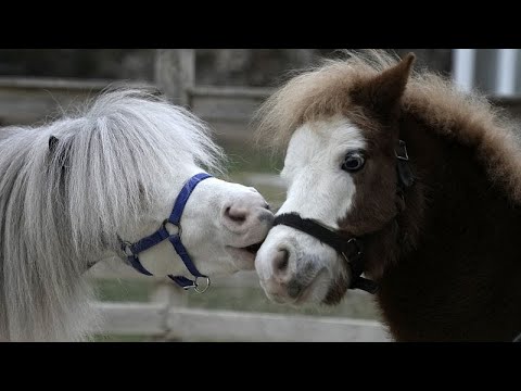 Miniature therapy horses bring joy to Athens’ vulnerable communities