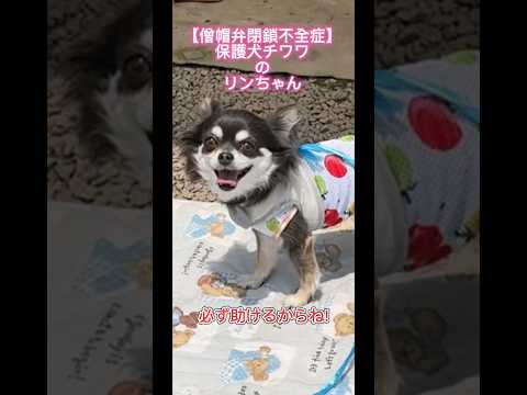 保護犬チワワのリンちゃん【僧帽弁閉鎖不全症】のお散歩…