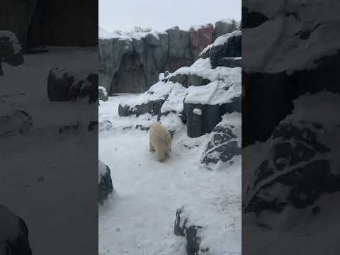 polar bear #canada