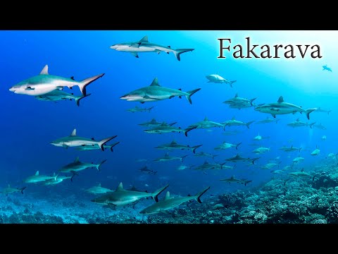 2024’-Jun　Fakarava /South-pass　ー　700匹のサメの壁と2万匹のハタの産卵!!