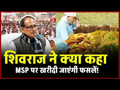 कृषि मंत्री Shivraj singh Chouhan ने क्या कहा,MSP पर खरीदी जाएंगी फसलें,MP 3100 धान खरीदी क्या !