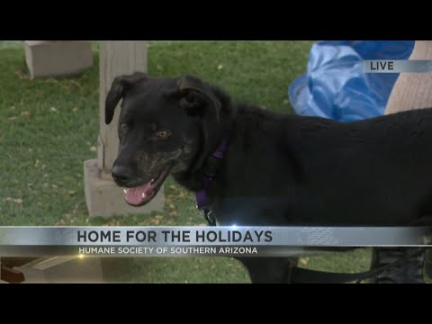 Adopt a new pet at HSSA's Home for the Holidays event