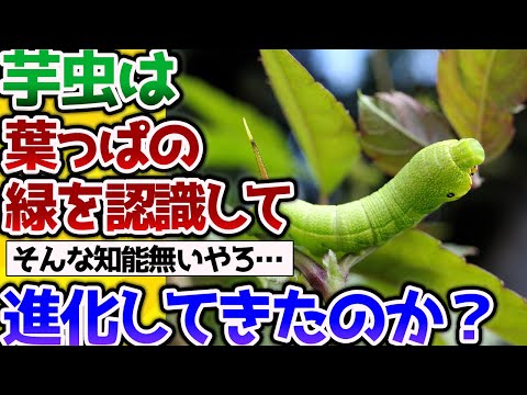 【2ch動物スレ】ダーウィン「芋虫は葉っぱの緑色を認識して緑色に進化してきて来た」→これって本当なの？【閲覧注意】【なんj】 #生き物 #2ch