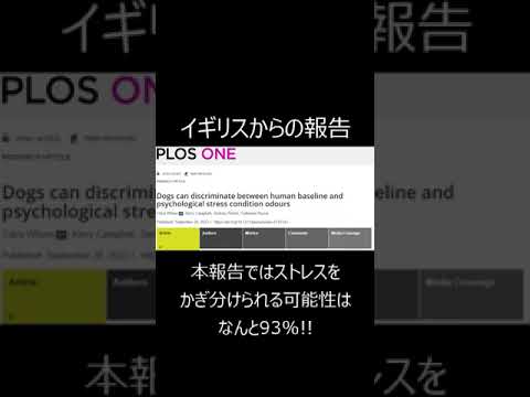 【驚愕！】なぜわんこはヒトが辛い時に寄り添ってくれるのか？　まさかの科学的根拠！やっぱり犬はヒトの最強の友だった！