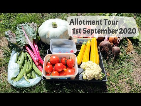 Allotment Tour, 1st September 2020