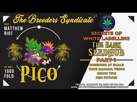 Pico and The Bank Seed Hub part 1: Pulling The Curtain Back on White Label Seedmaking  S10 E08