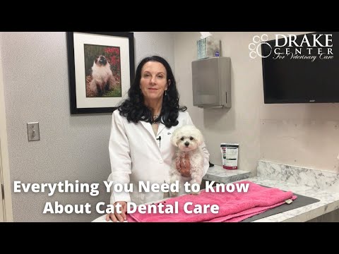 Everything You Need to Know About Cat Dental Care